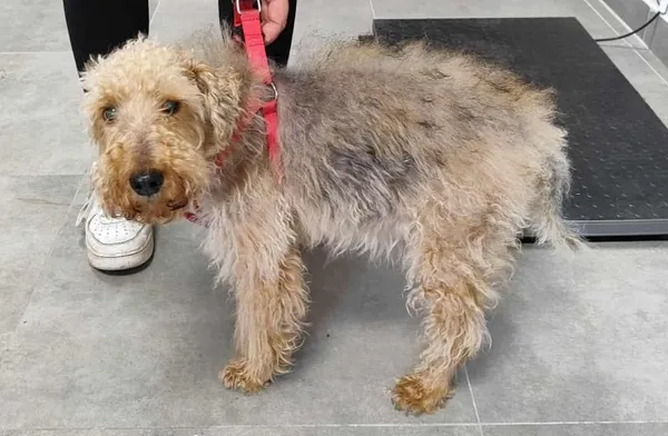 Znaleziono psa, Toruń, 27 sierpnia 2025