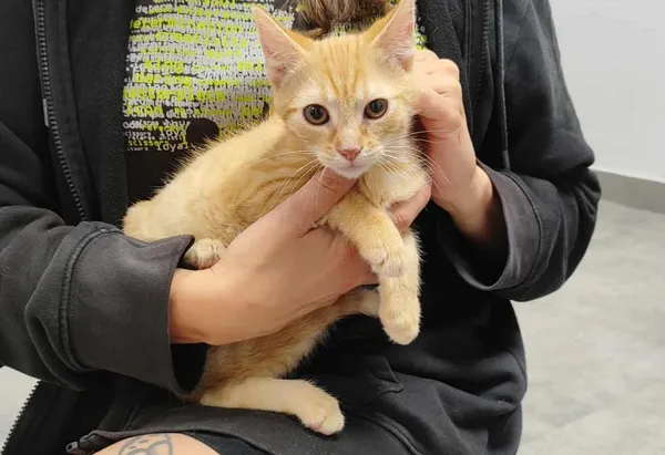 Znaleziono kota, Toruń, 24 sierpnia 2025