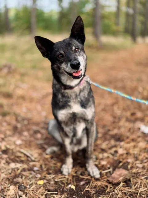 Pies do adopcji, Piła, 12 czerwca 2025 (3/5)