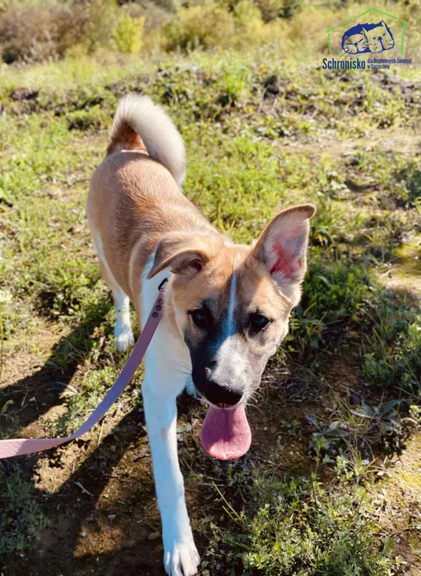 Znaleziono psa, Szczecin, 29 sierpnia 2025 (2/3)