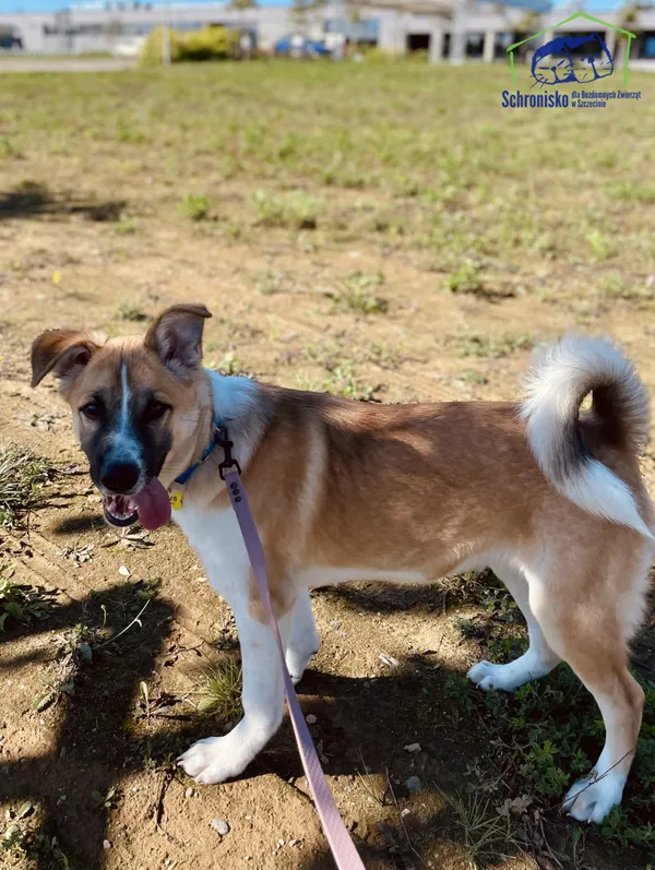 Znaleziono psa, Szczecin, 29 sierpnia 2025 (3/3)