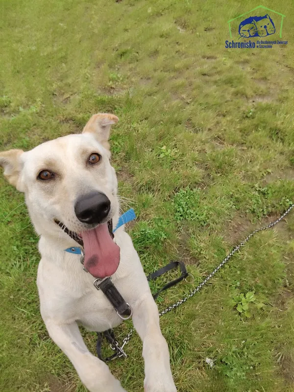 Znaleziono psa, Szczecin, 28 sierpnia 2025 (3/3)