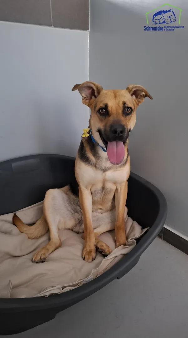 Znaleziono psa, Szczecin, 28 sierpnia 2025 (1/2)