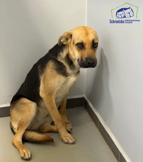 Znaleziono psa, Szczecin, 28 sierpnia 2025 (2/2)