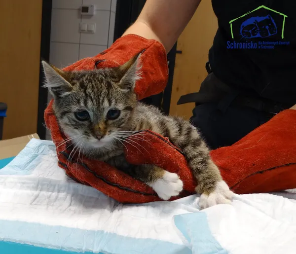 Znaleziono kota, Szczecin, 28 sierpnia 2025