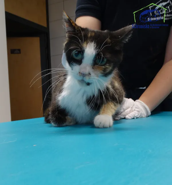 Znaleziono kota, Szczecin, 28 sierpnia 2025