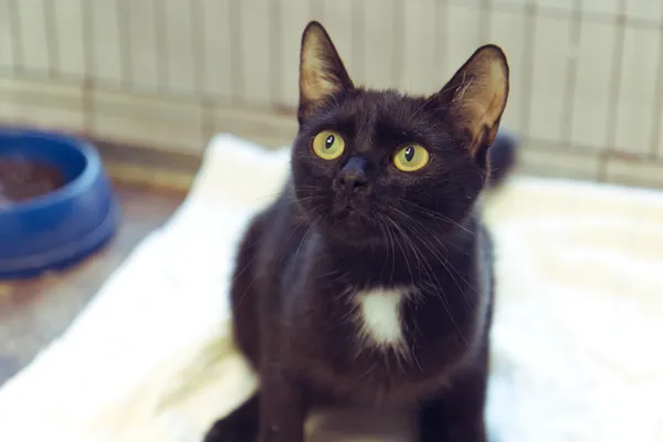 Znaleziono kota, Sosnowiec, 25 sierpnia 2025 (1/2)