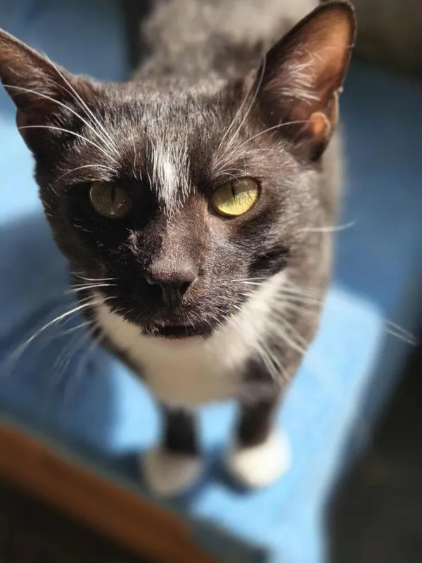 Kot do adopcji, Jelenia Góra, 31 maja 2025 (1/5)