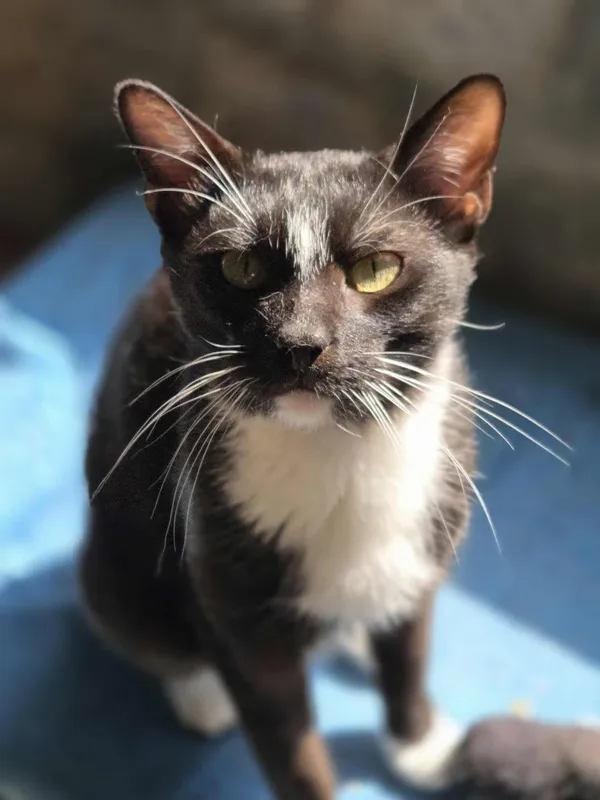 Kot do adopcji, Jelenia Góra, 31 maja 2025 (2/5)