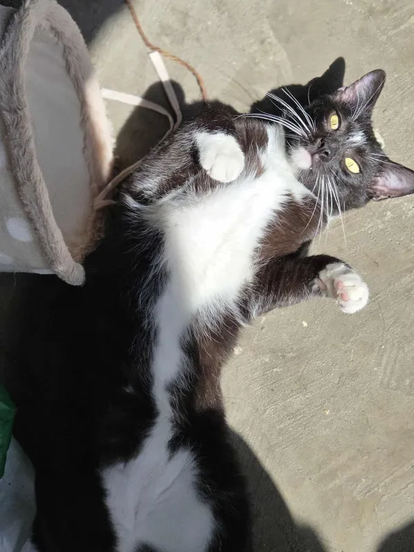 Kot do adopcji, Jelenia Góra, 31 maja 2025 (3/5)