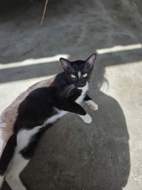 Kot do adopcji, Jelenia Góra, 31 maja 2025 (4/5)