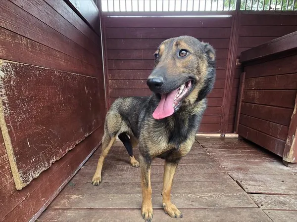 Pies do adopcji, Gorzów Wielkopolski, 14 września 2025