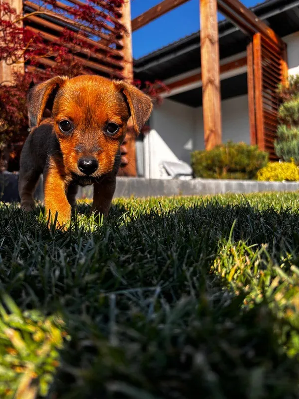 Pies do adopcji, Radom, 29 sierpnia 2025 (3/5)