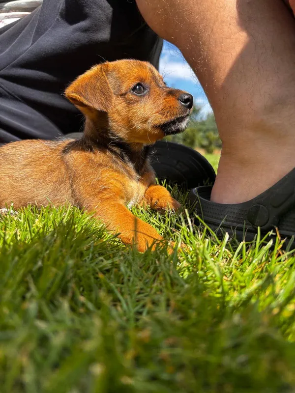 Pies do adopcji, Radom, 29 sierpnia 2025 (5/5)