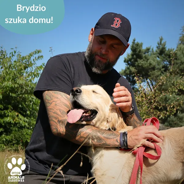 Pies do adopcji, Dąbrówka, 23 kwietnia 2026 (1/5)