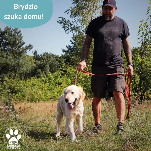 Pies do adopcji, Dąbrówka, 23 kwietnia 2026 (2/5)