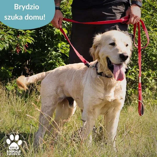 Pies do adopcji, Dąbrówka, 23 kwietnia 2026 (3/5)