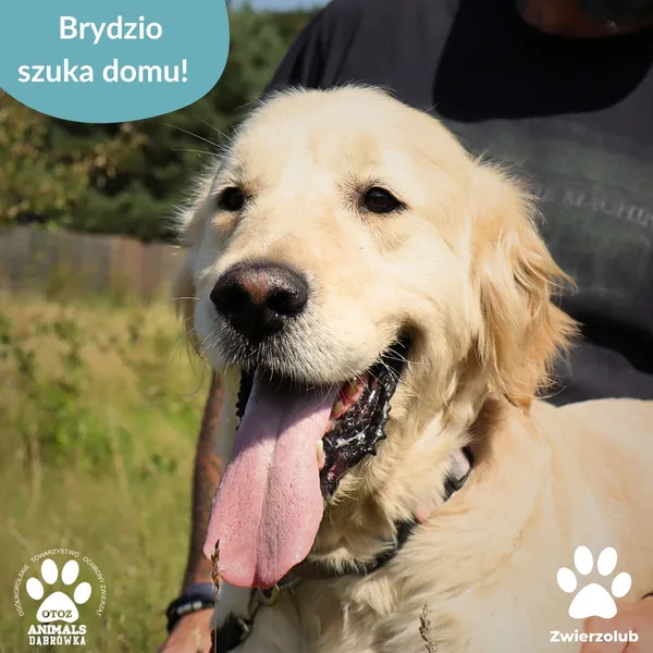 Pies do adopcji, Dąbrówka, 23 kwietnia 2026 (4/5)