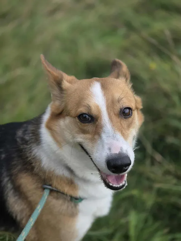 Pies do adopcji, Jelenia Góra, 27 sierpnia 2025 (3/3)