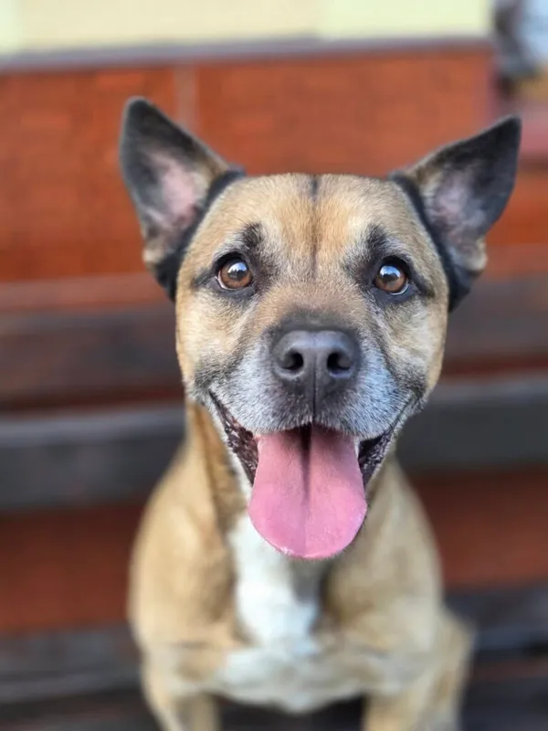 Pies do adopcji, Jelenia Góra, 4 sierpnia 2025 (1/4)