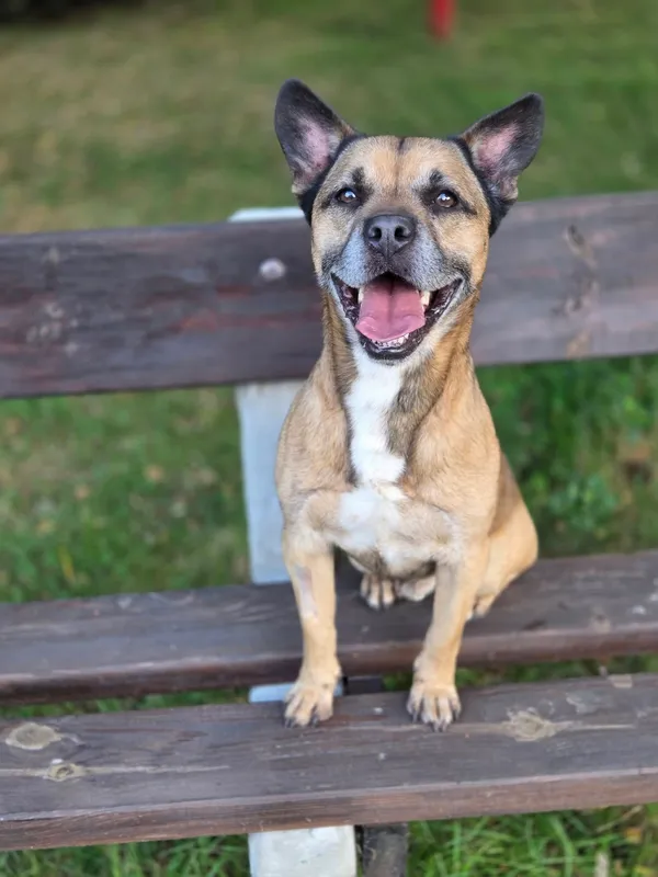 Pies do adopcji, Jelenia Góra, 4 sierpnia 2025 (2/4)