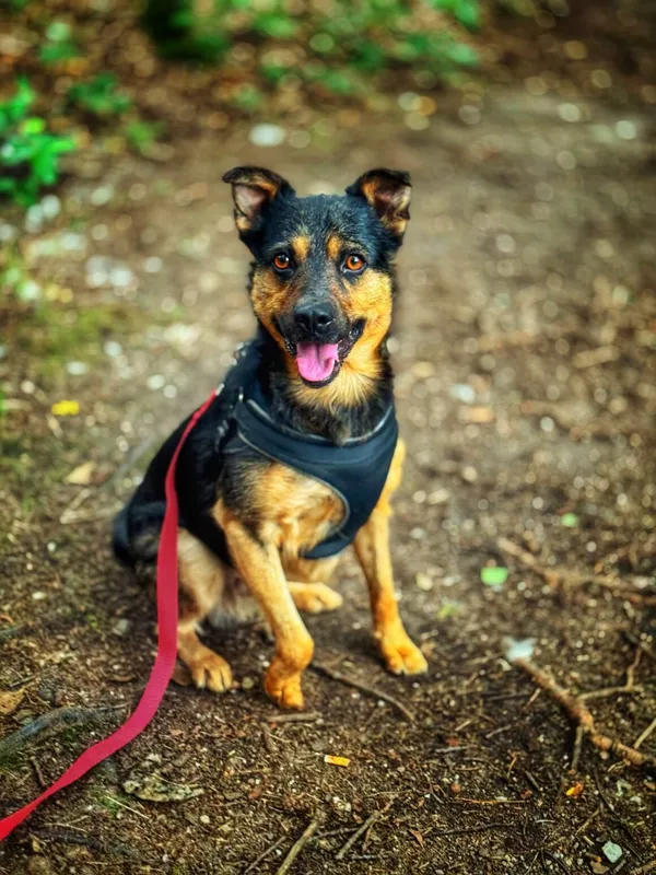 Pies do adopcji, Dłużyna Górna, 29 sierpnia 2025 (1/5)