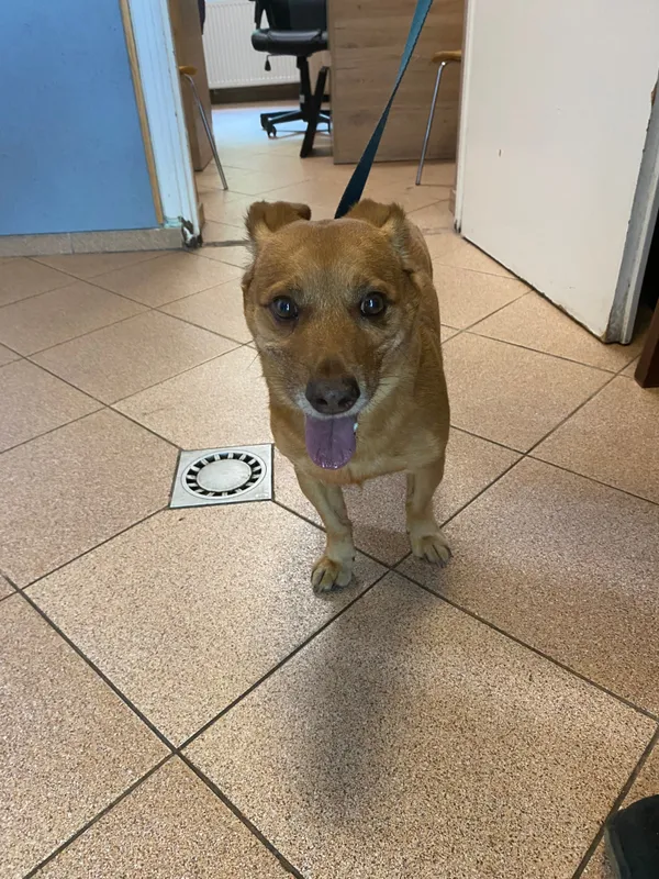 Pies do adopcji, Włocławek, 29 sierpnia 2025 (1/4)