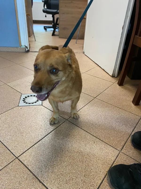 Pies do adopcji, Włocławek, 29 sierpnia 2025 (3/4)