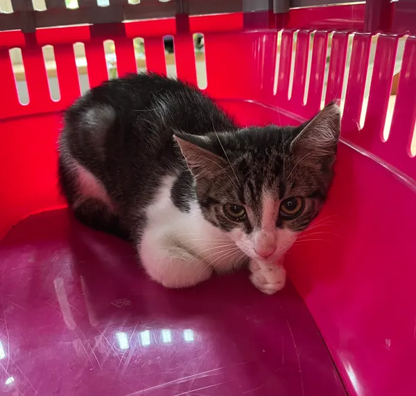 Kot do adopcji, Dobra, 29 sierpnia 2025
