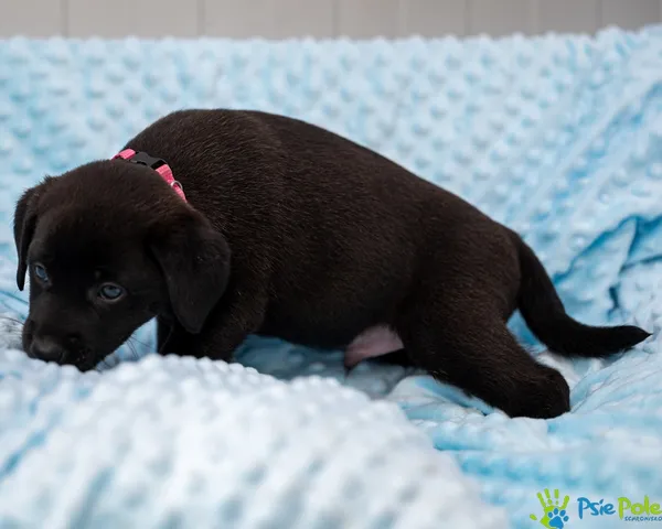 Znaleziono psa, Racławice, 28 sierpnia 2025 (1/5)