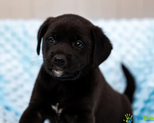 Znaleziono psa, Racławice, 28 sierpnia 2025 (2/5)