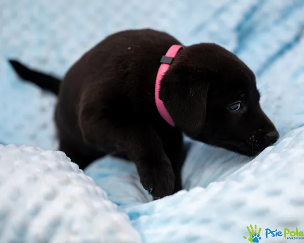 Znaleziono psa, Racławice, 28 sierpnia 2025 (4/5)