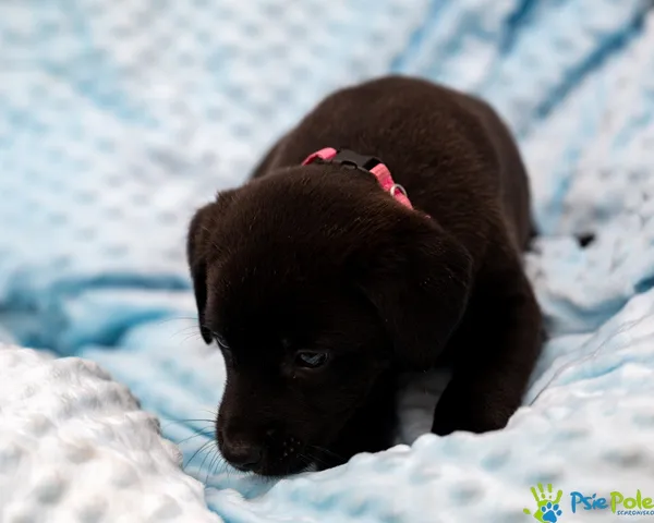 Znaleziono psa, Racławice, 28 sierpnia 2025 (5/5)