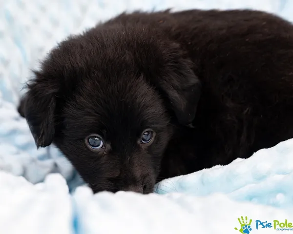 Znaleziono psa, Racławice, 28 sierpnia 2025 (4/5)