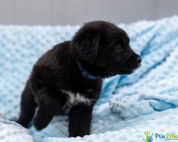 Znaleziono psa, Racławice, 28 sierpnia 2025 (1/4)