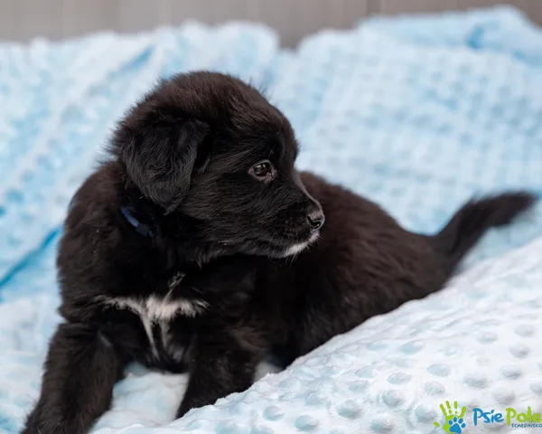 Znaleziono psa, Racławice, 28 sierpnia 2025 (2/4)