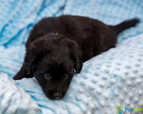 Znaleziono psa, Racławice, 28 sierpnia 2025 (3/4)