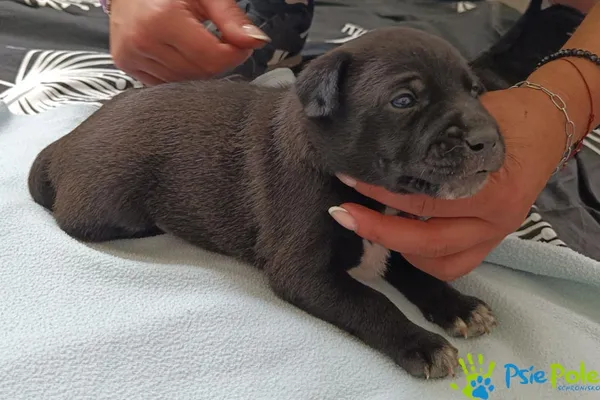 Znaleziono psa, Racławice, 28 sierpnia 2025 (4/4)