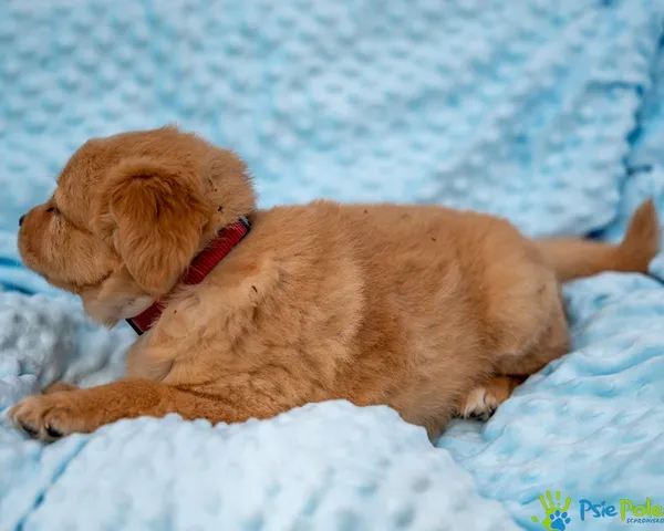 Znaleziono psa, Racławice, 28 sierpnia 2025 (1/5)