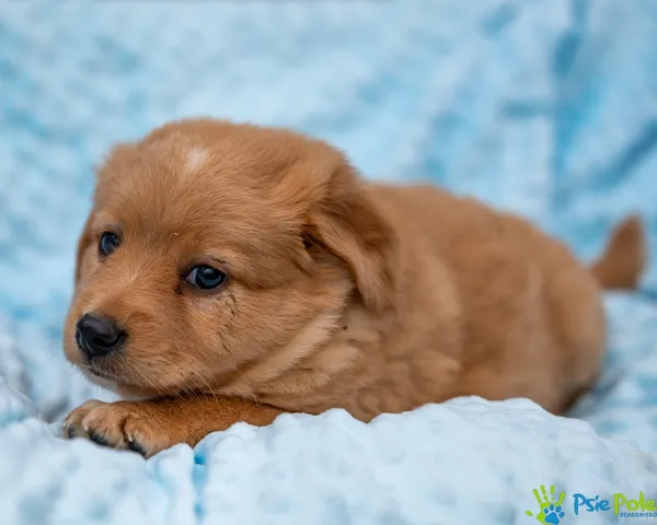 Znaleziono psa, Racławice, 28 sierpnia 2025 (4/5)