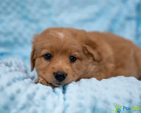 Znaleziono psa, Racławice, 28 sierpnia 2025 (5/5)