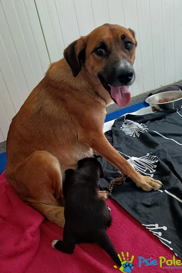 Znaleziono psa, Racławice, 28 sierpnia 2025 (2/3)