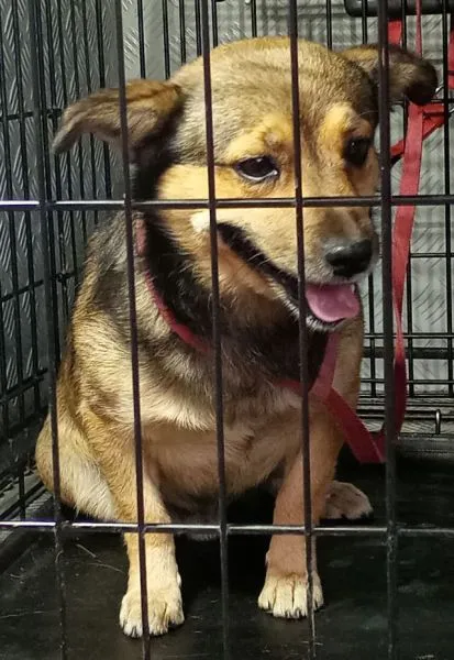 Znaleziono psa, Radom, 27 sierpnia 2025