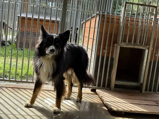 Pies do adopcji, Kraków, 15 sierpnia 2025