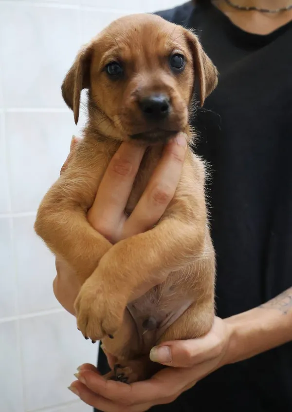 Znaleziono psa, Łódź, 13 sierpnia 2025 (1/5)