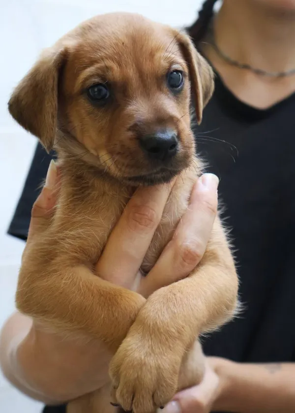 Znaleziono psa, Łódź, 13 sierpnia 2025 (2/5)