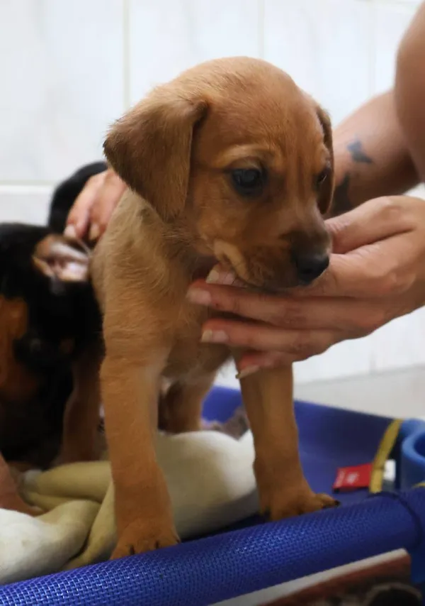 Znaleziono psa, Łódź, 13 sierpnia 2025 (4/5)