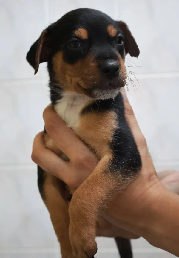 Znaleziono psa, Łódź, 13 sierpnia 2025 (3/5)