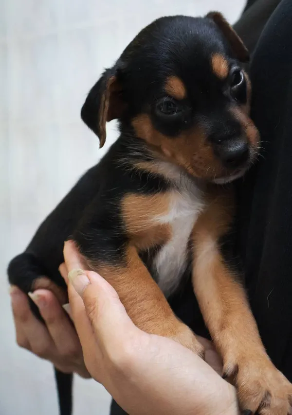 Znaleziono psa, Łódź, 13 sierpnia 2025 (5/5)