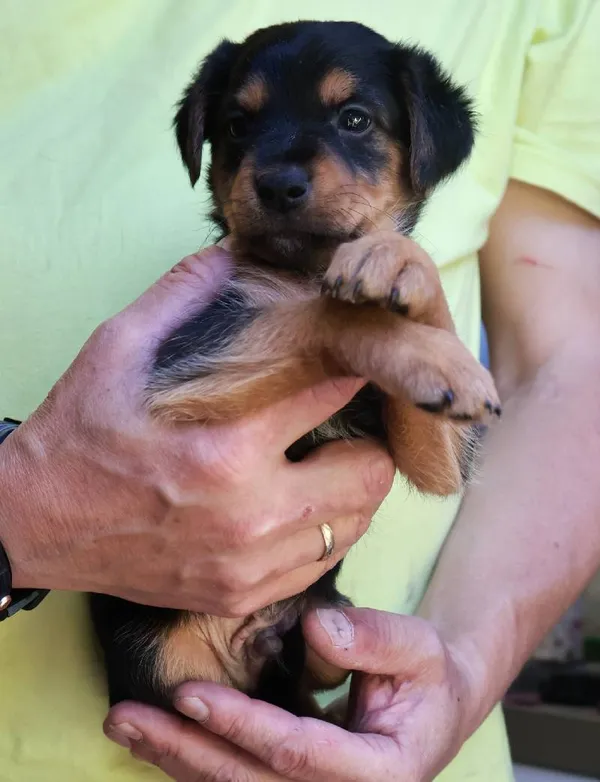 Znaleziono psa, Łódź, 13 sierpnia 2025 (1/5)